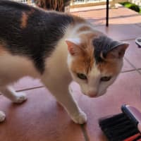 Photo of Cinnamon