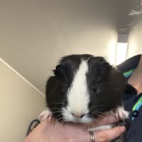 Photo of Poppy
