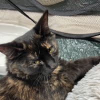 Photo of Tortie Girl
