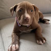 Photo of Milo