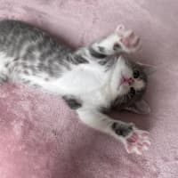 Photo of C1650 Lulu