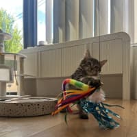 Photo of Lemon Balm *Adoption Pending*