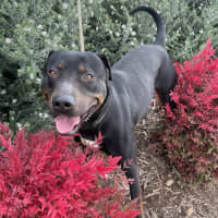 Photo of Diesel
