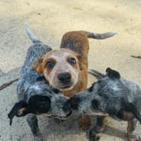 Photo of Bronco