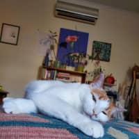 Photo of Hetty   Located In Coburg