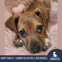 Photo of Paisley   5 Month Old Kelpie X Jack Russell