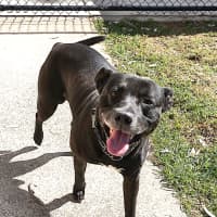 Photo of Midnight