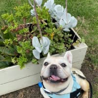 Photo of Rocky