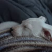 Photo of Queenie 
