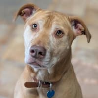 Photo of Nala