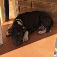 Photo of Juno (Honey)