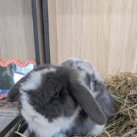 Photo of 🐇 Mattie 1746 🐇