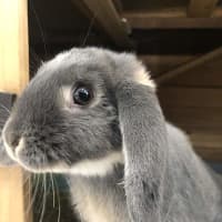Photo of Benji