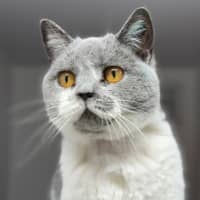 Photo of Annabelle