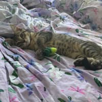 Photo of Lemon Squeezy