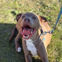 Photo of Bodhi 🐾🐾🐶🐶