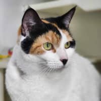 Photo of 🎡 Angelica 5623 🎡