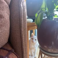 Photo of Bella The Foot Warmer