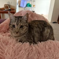 Photo of Arianna Quinnell