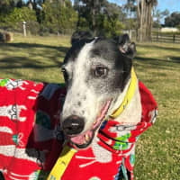 Photo of Gemma The Greyhound