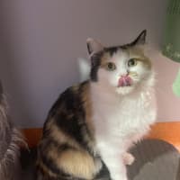 Photo of Ladybug