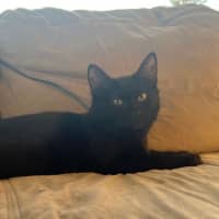 Photo of Purrloma