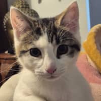 Photo of Socks
