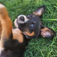 Photo of Barnie