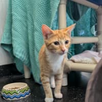 Photo of Mango