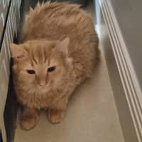 Photo of Fuzz 