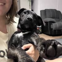 Photo of Sheeba