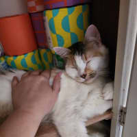 Photo of Coco