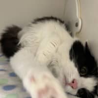 Photo of Willow