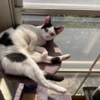 Photo of Julien   9 Month Old Domestic Short Hair