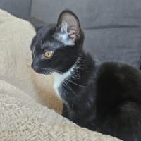 Photo of Raven
