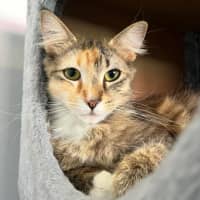 Photo of 13145   Rae