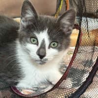 Photo of Simby**2nd Chance Cat Rescue**