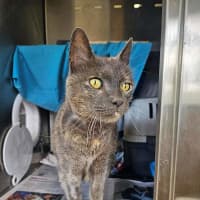 Photo of Smokey