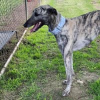 Photo of Wishbone The Greyhound