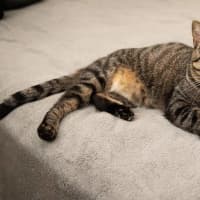 Photo of Vincent