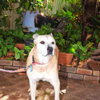 Photo of Mika