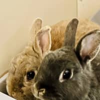 Photo of Dreamer & Bubbly