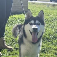 Photo of Bolt