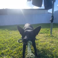 Photo of Sacha   1.5 Year Old German Shepherd (On Trial)