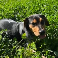 Photo of Mini   3 Year Old Beagle X Cattle Dog