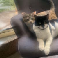 Photo of Elsie & Bee 