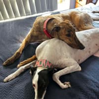 Photo of Richie The Greyhound 