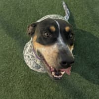 Photo of Ruby