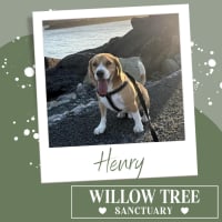 Photo of Henry