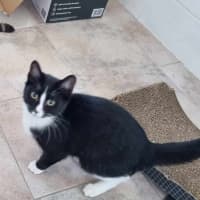 Photo of Catniss